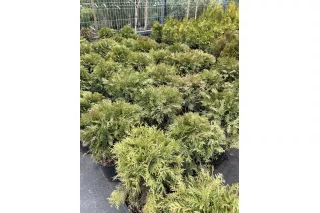 Туя Даника (Thuja occidentalis Danica), 40-50 см.