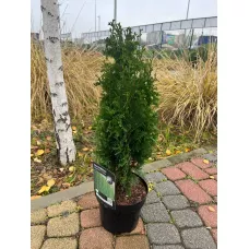 Туя западная Дегрут Спайр, 40-60 см.