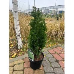 Туя западная Дегрут Спайр, 40-60 см.