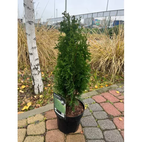 Туя западная Дегрут Спайр, 40-60 см.