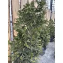 Туя складчатая Эксцельза, 1.5-1.7 метра