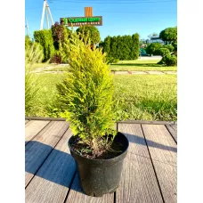 Туя складчатая Форевер Голди, 30-40 см.