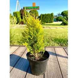 Туя складчатая Форевер Голди, 30-40 см.