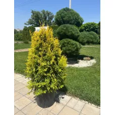 Туя складчатая Форевер Голди, 90-100 см.