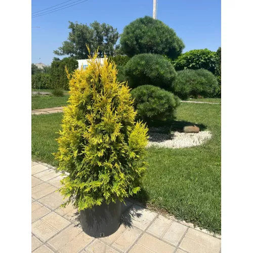 Туя складчатая Форевер Голди, 90-100 см.