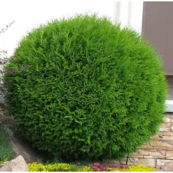 Туя Глобоза (Thuja occidentalis Globosa), 70-80 см.