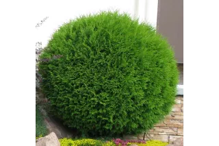 Туя Глобоза (Thuja occidentalis Globosa), 50-60 см.