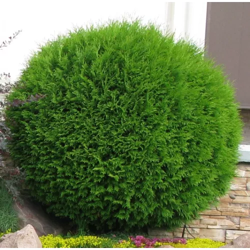 Туя Глобоза (Thuja occidentalis Globosa), 30-40 см.