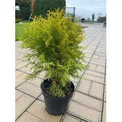 Туя западная Голден Глоб, 30-40 см.