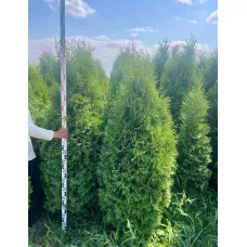 Туя западная Кинг оф Брабант, 1.6-1.8 метра