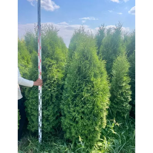 Туя западная Кинг оф Брабант, 1.6-1.8 метра