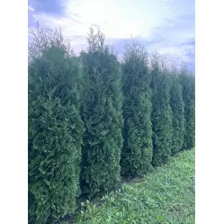 Туя Колумна (Thuja occidentalis Columna), 3-3.5 метра