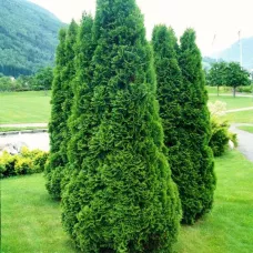 Туя Колумна (Thuja occidentalis Columna), 1-1.2 метра