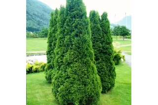 Туя Колумна (Thuja occidentalis Columna), 1.8-2 метра