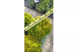 Туя Мириам (Thuja occidentalis Mirjam​), 30-40 см.
