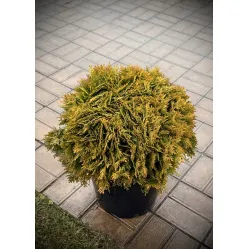 Туя Мириам (Thuja occidentalis Mirjam​), 50-60 см.