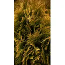Туя Мириам (Thuja occidentalis Mirjam​), 50-60 см.
