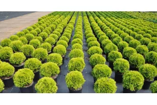 Туя Мириам (Thuja occidentalis Mirjam​), 40-50 см.