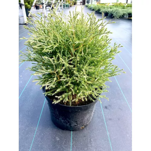 Туя западная Мистер Боулинг Болл, 30-40 см.