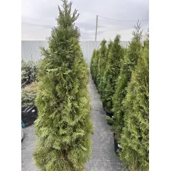 Туя Смарагд (Thuja occidentalis Smaragd), 1.2-1.4 метра