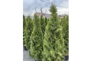 Туя Смарагд (Thuja occidentalis Smaragd), 1.4-1.6 метра