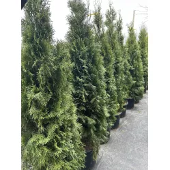 Туя Смарагд (Thuja occidentalis Smaragd), 1.6-1.8 метра