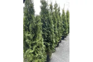 Туя Смарагд (Thuja occidentalis Smaragd), 1.6-1.8 метра