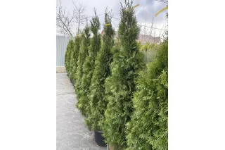 Туя Смарагд (Thuja occidentalis Smaragd), 1.8-2 метра