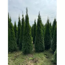 Туя Смарагд (Thuja occidentalis Smaragd), 3-3.5 метра