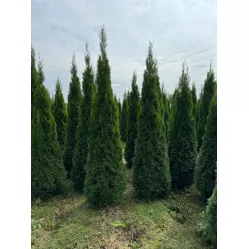 Туя Смарагд (Thuja occidentalis Smaragd), 3-3.5 метра