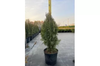 Туя Смарагд (Thuja occidentalis Smaragd), 1-1.2 метра