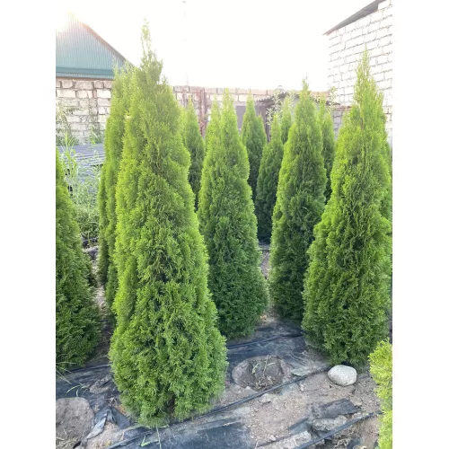 Туя Смарагд (Thuja occidentalis Smaragd), 2.6-2.8 метра