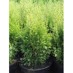 Туя западная Спотти Смарагд, 20-30 см.
