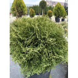 Туя Тини Тим (Thuja occidentalis​ Tiny Tim​), 40-50 см.