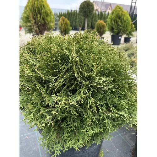 Туя Тини Тим (Thuja occidentalis​ Tiny Tim​), 40-50 см.
