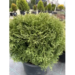 Туя Тини Тим (Thuja occidentalis​ Tiny Tim​), 50-60 см.