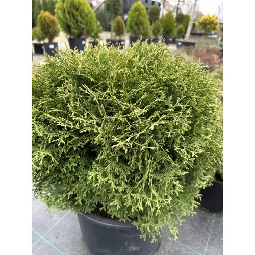 Туя Тини Тим (Thuja occidentalis​ Tiny Tim​), 50-60 см.