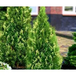 Туя западная Вариегата, 50-60 см.