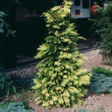 Туя складчатая Зебрина, 50-60 см.