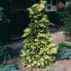 Туя складчатая Зебрина, 50-60 см.