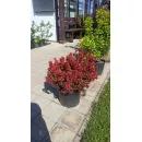 Барбарис Тунберга Адмирейшн, 50-60 см.