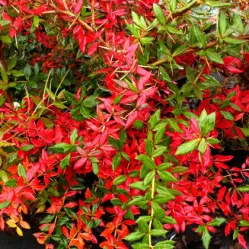 Барбарис Фрикарта Амстелвеен, 20-30 см.