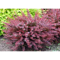 Барбарис Тунберга Арлекин, 20-30 см.