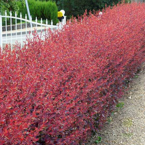 Барбарис оттавский Аурикома, 20-30 см.