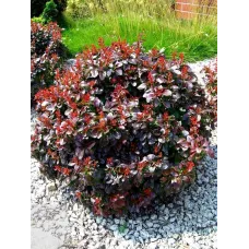 Барбарис Тунберга Багатель, 20-30 см.