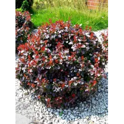 Барбарис Тунберга Багатель, 20-30 см.