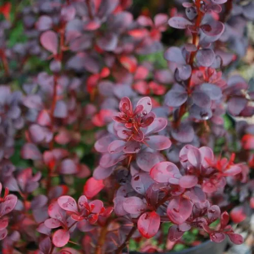 Барбарис Тунберга Дартс Ред Леди, 20-30 см.