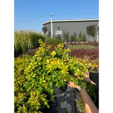 Барбарис средний Дуал Джевел, 20-30 см.