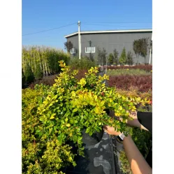 Барбарис средний Дуал Джевел, 20-30 см.