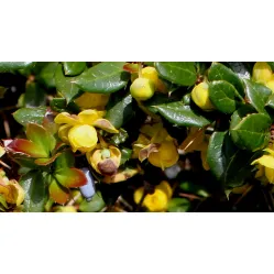 Барбарис сизо-белый Джут, 20-30 см.